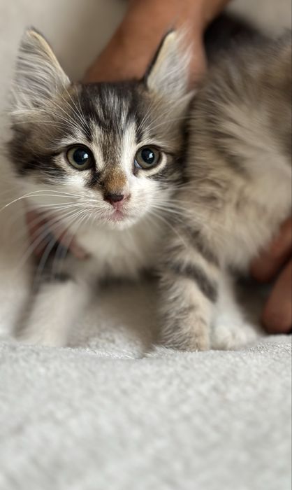 віддам кошеня безкоштовно