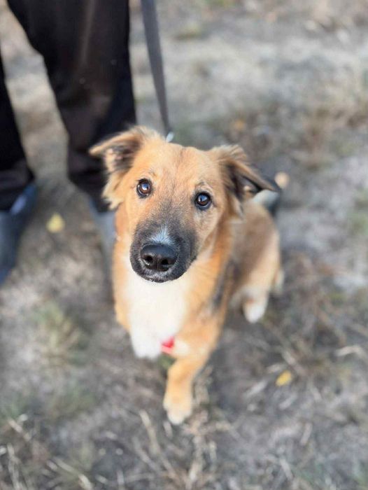 Śliczna sunieczka,szczeniaczek ,szuka domu.Malutka.