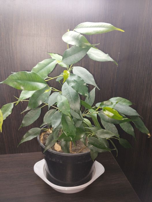 Фікус, два сорти