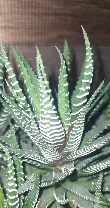 Хавортія   кімнатна