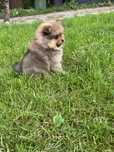 Pomeranian szpic minaturowy- piesek