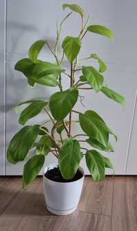 Philodendron Malay Gold / Lemon Lime 71 cm