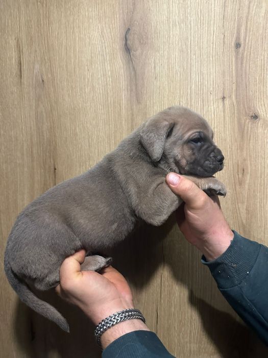 Formentino szczeniak Cane Corso szczeniaczek mocni rodzice z rodowodem