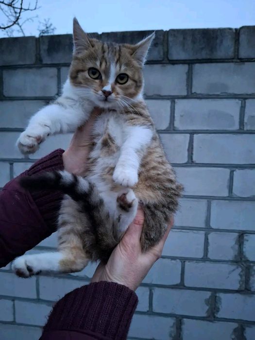 Кошенята в добрі руки