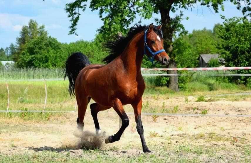 Wałach arabski - syn championa świata.