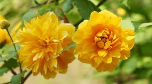 Кери́я, японская роза, цветет до заморозков