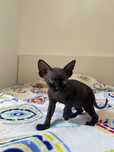 Sphynx macho disponivel