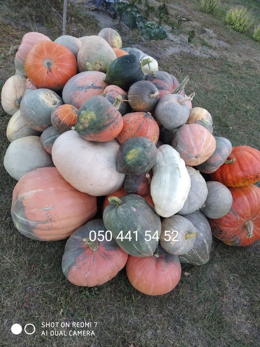 Гарбуз  кормовий