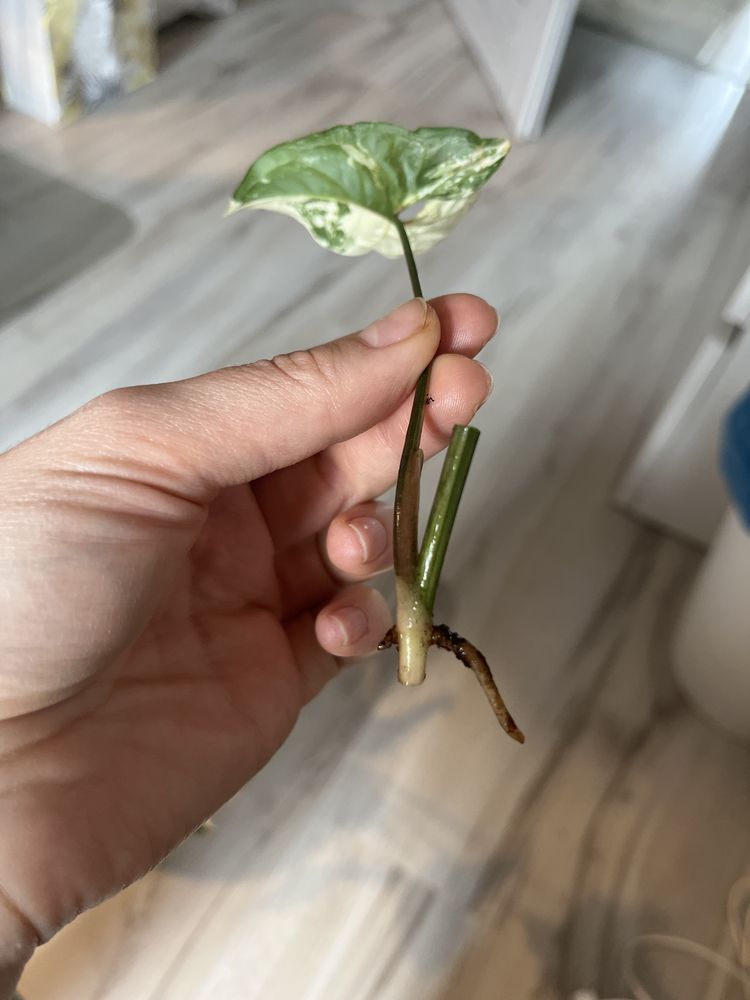 Syngonium emerald gem variegata