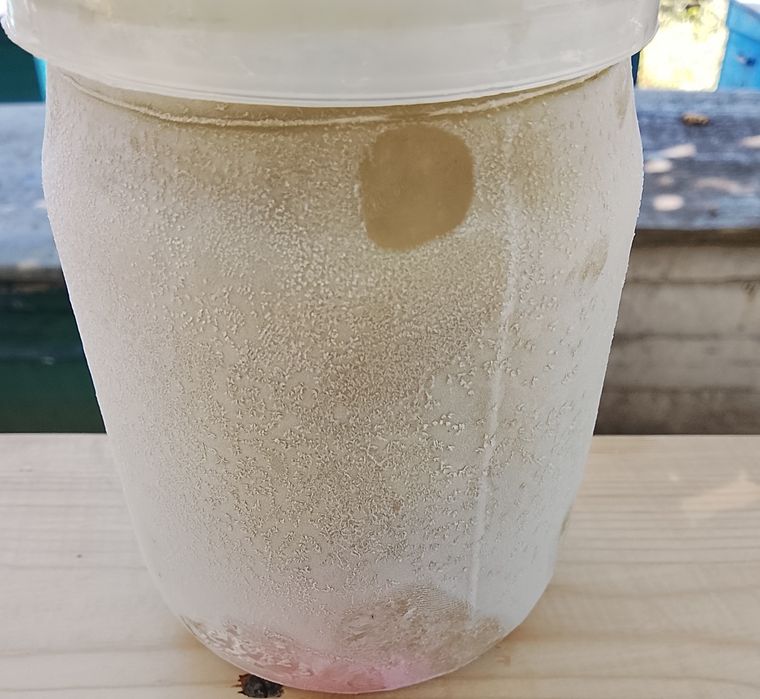 Трутневий гомогенат 30%