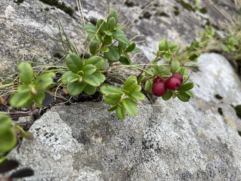 Продаємо свіжозібрану карпатську брусницю