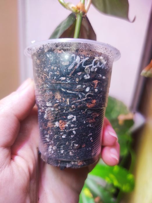 Филодендрон Миканс