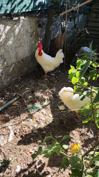 Galos raça Leghorn