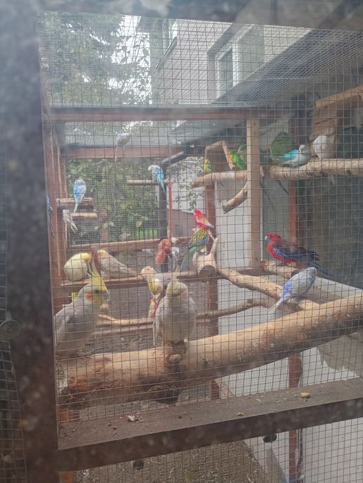 Woliera, klatka dla papug