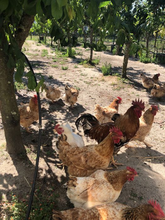 Ovos de galinhas caseiras 100% biológicos