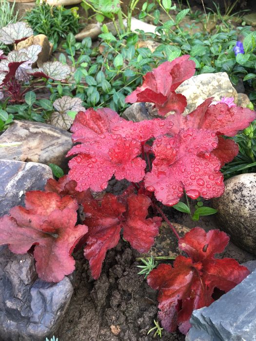 Гейхера сортова багаторічна