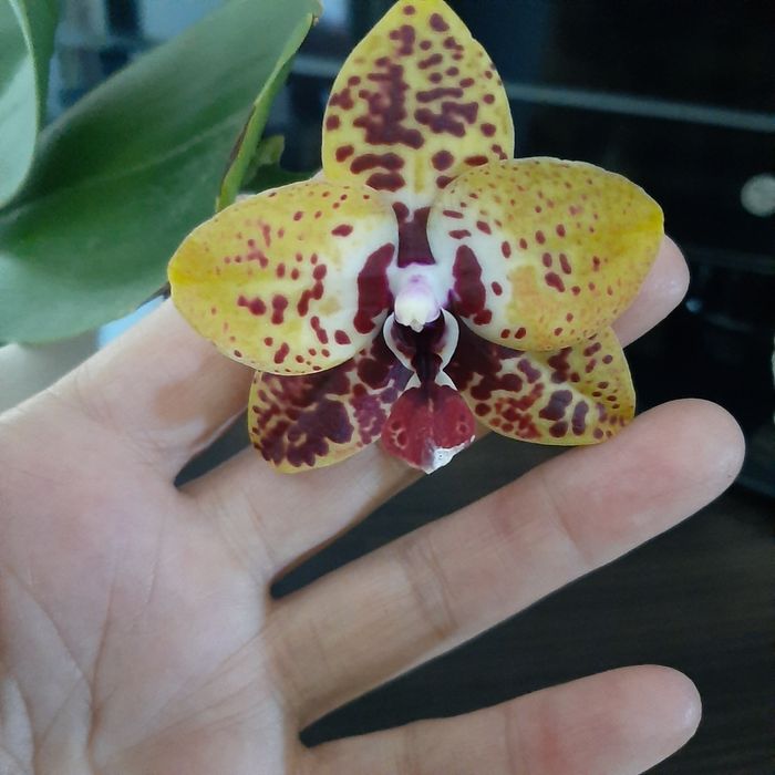 Давно домашня орхідея Анаконда, з квітконосом.