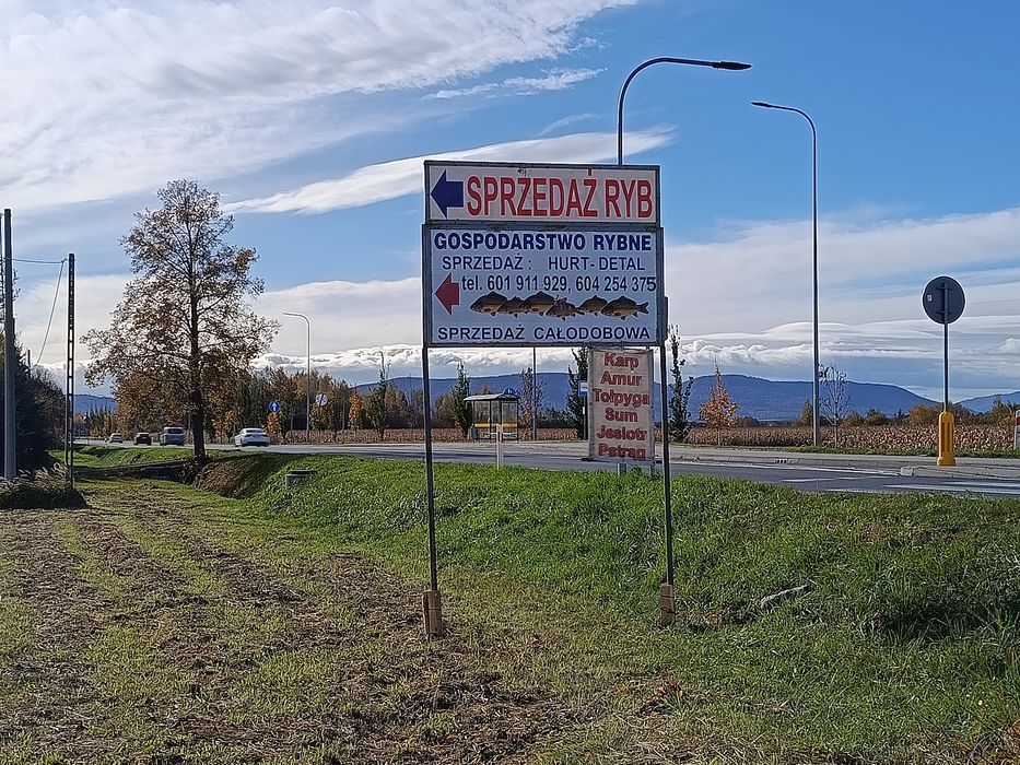 karp królewski handlowy