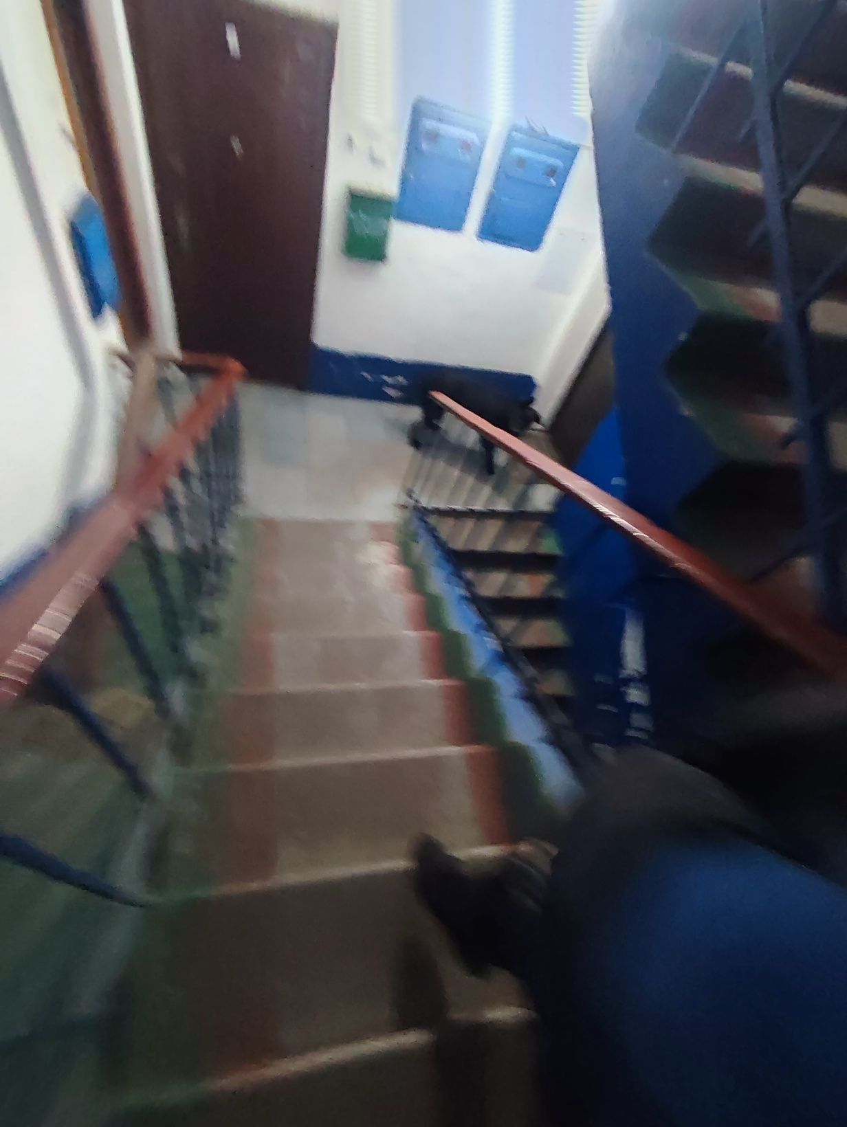 Віддам собаку Лейлу в добрі руки