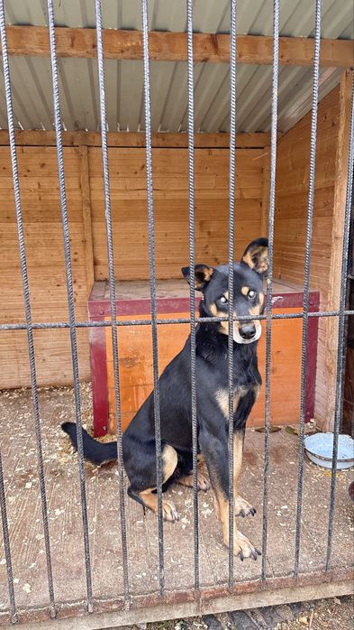 Собачка сліпа шукає люблячу сімʼю