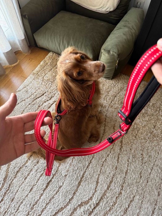 (NOVA) Trela KONG vermelha