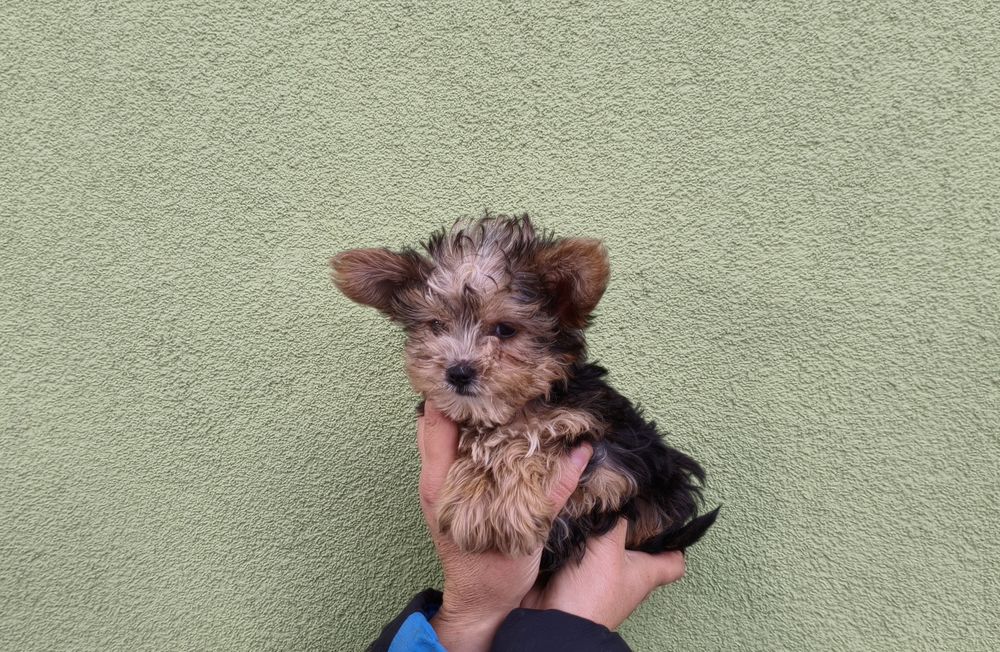 Yorkshire terrier miniaturka