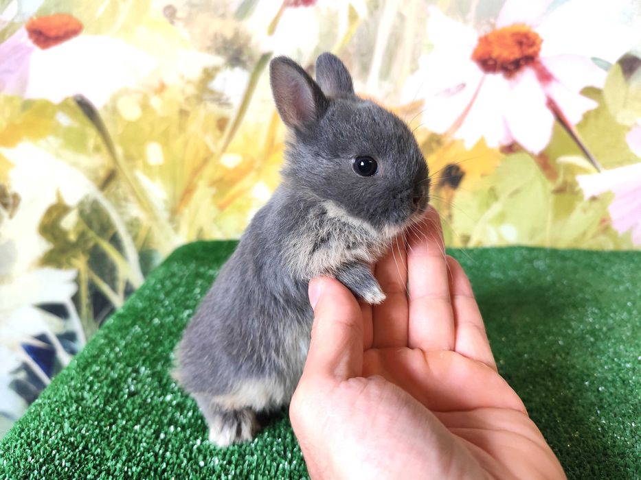Karzełek Niderlandzki niebieski miniaturka Mini Lop baranek rex blue