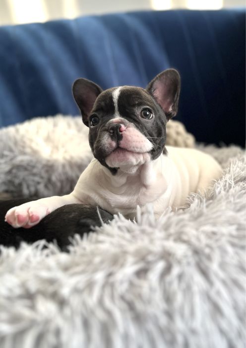 Buldog francuski piesek