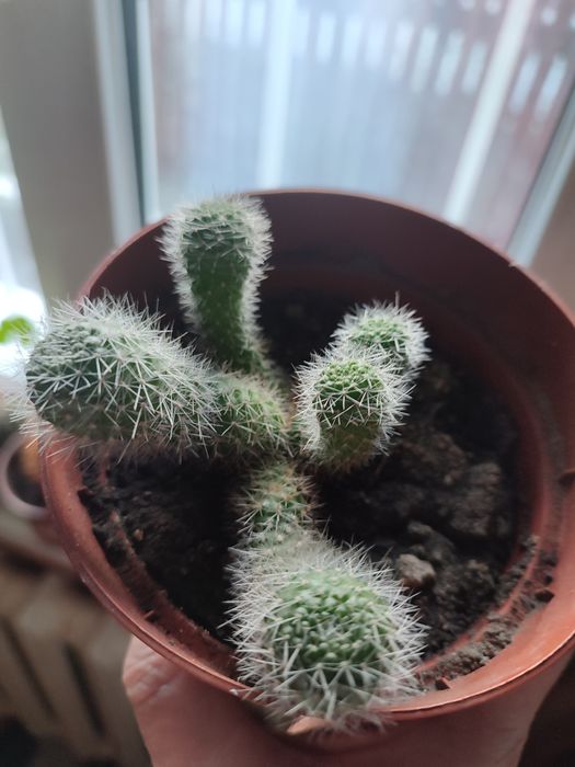 Продам різні  кактуси