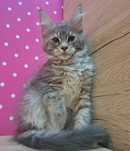 Kotka Maine Coon