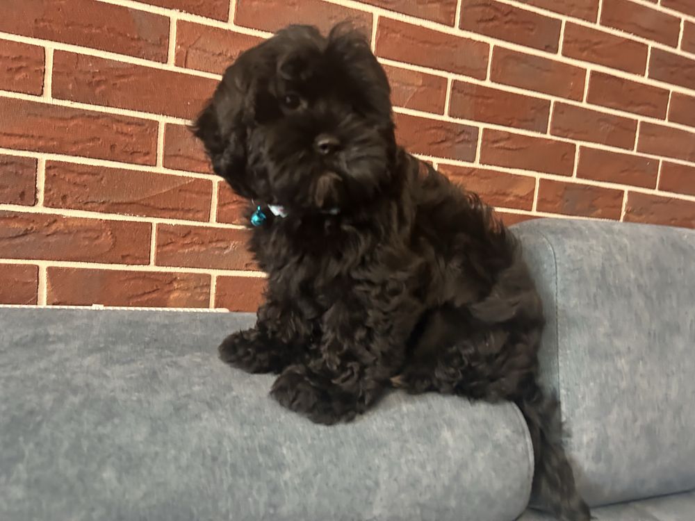 Shihpoo hybryda  shih tzu i pudel toy piesek