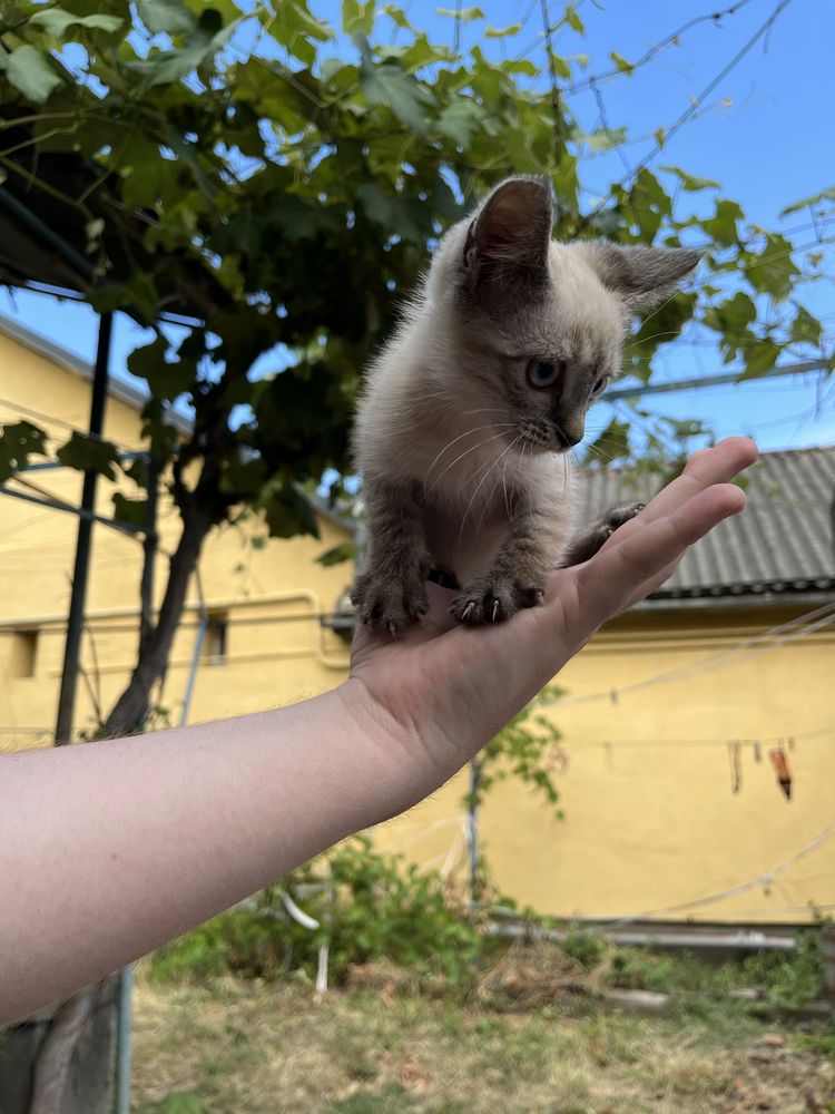 Віддам котиків в добрі руки