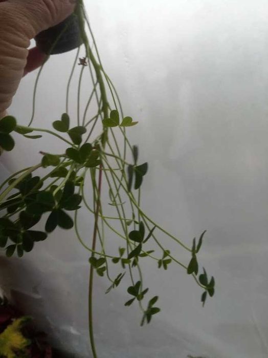 Кислица(оксалис) Атропурпурея фіолетова