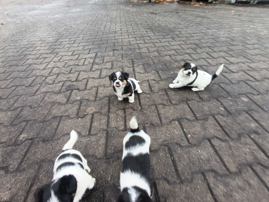 Oddam pieski w dobre ręce