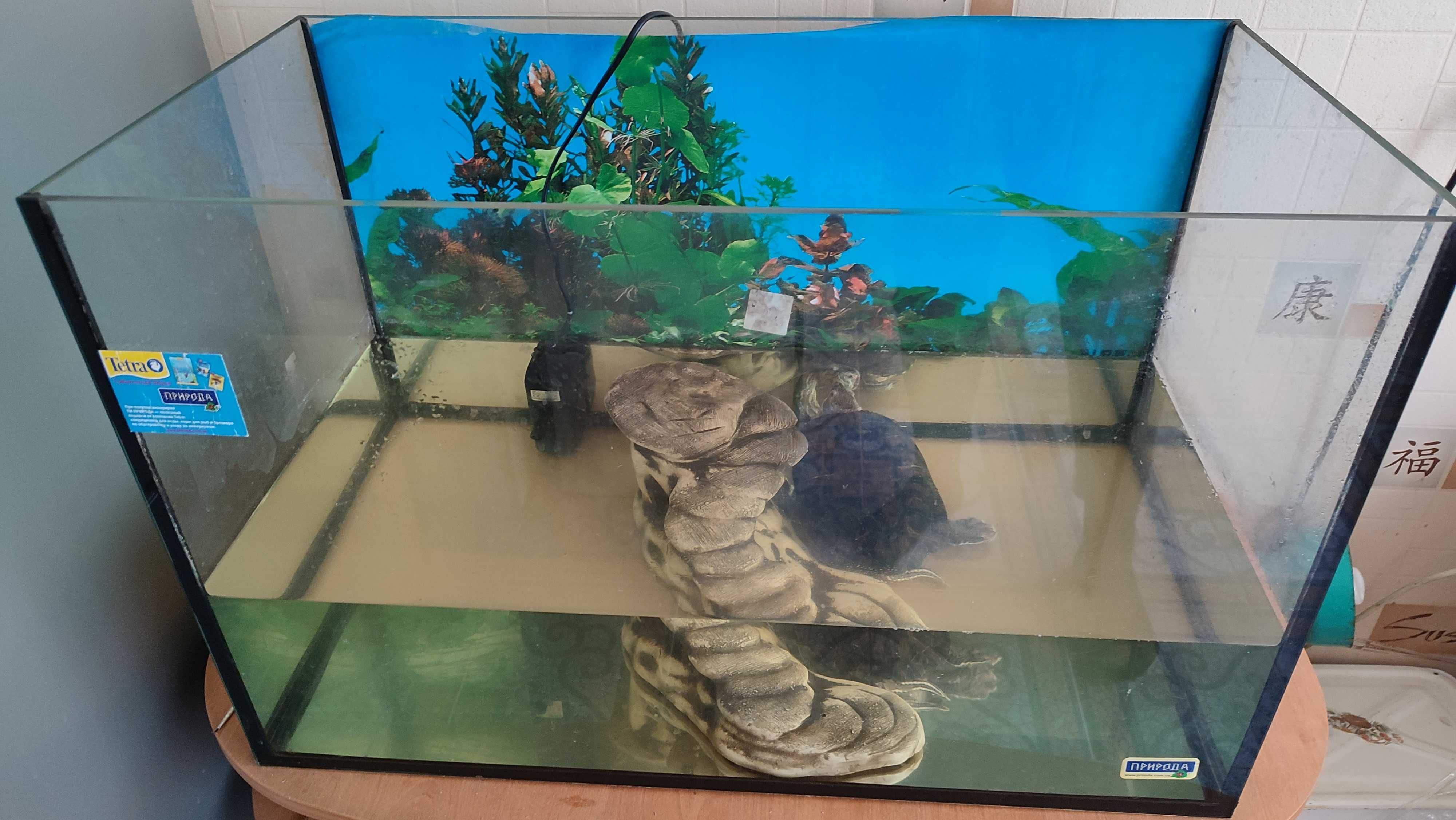 Красноухая черепаха + аквариум на 100л