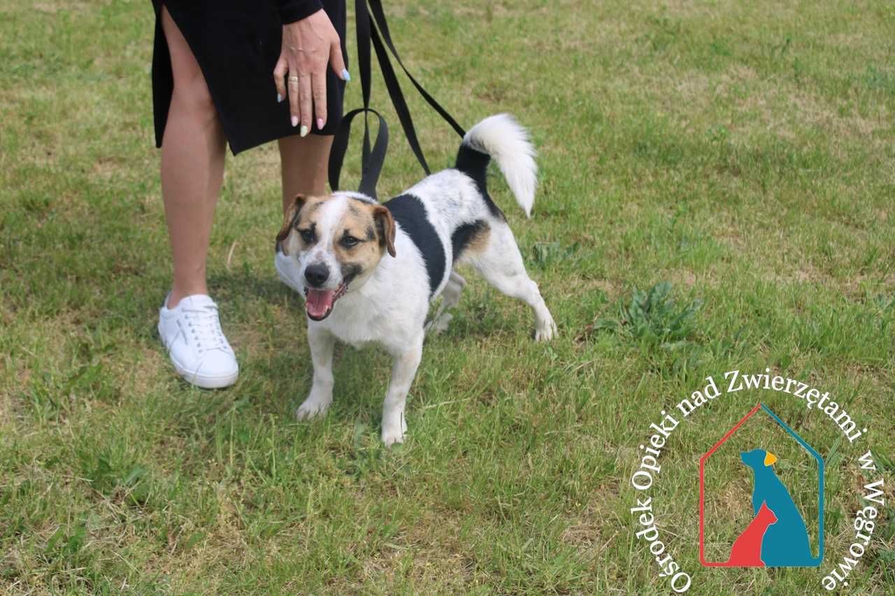 WESOŁY, MŁODY, śliczny, waży tylko 9 kg - Tomiś czeka na domek