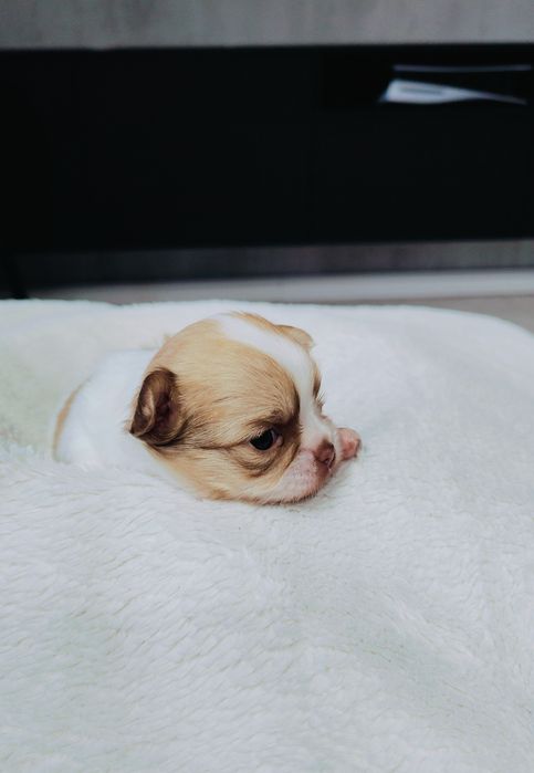 Piękny długowłosy piesek

 Szczeniak urodzony 3.10.2025
chowany  w dom