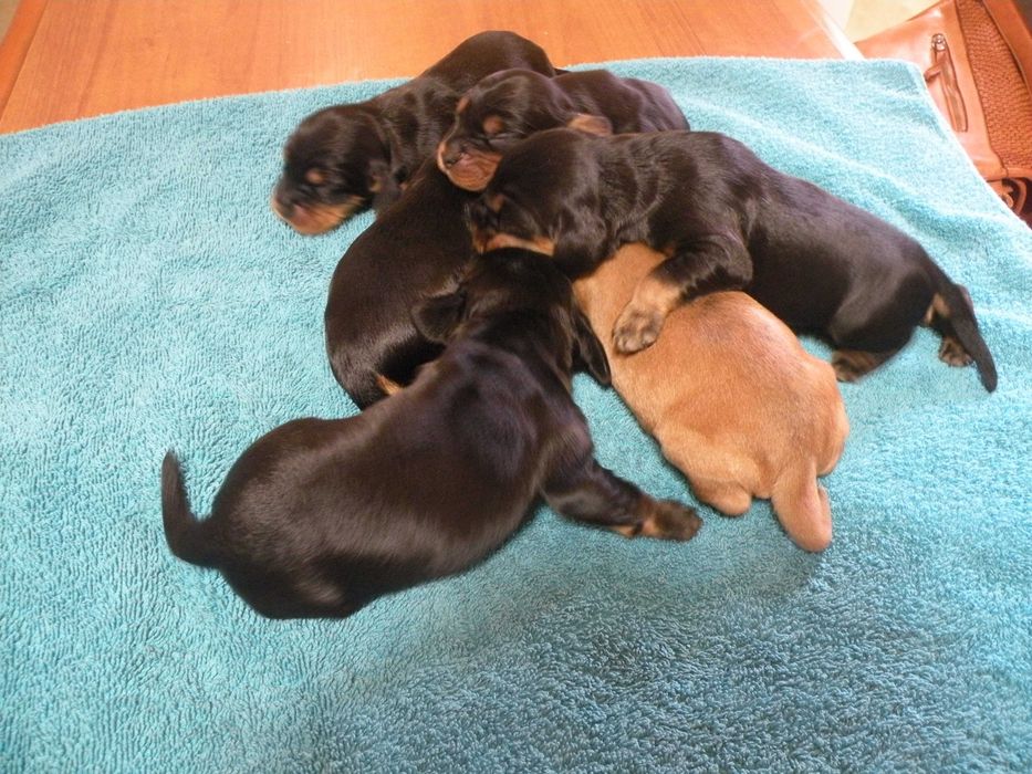 Sprzedam pieska Cocker Spaniel