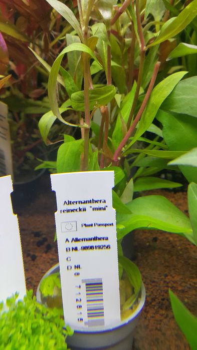 Alternanthera Reinecki mini/Rośliny akwariowe w koszyczkach