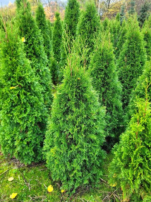 Żywotnik Smaragd 130–140 cm! Tuja od producenta, kopane na zamówienie!