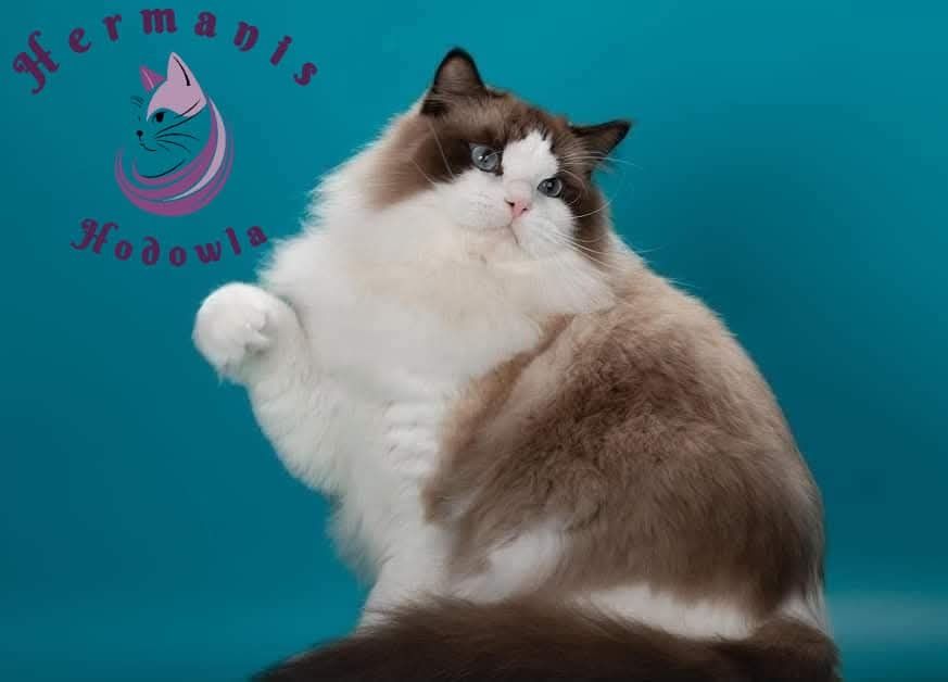 Champion  reproduktor ragdoll