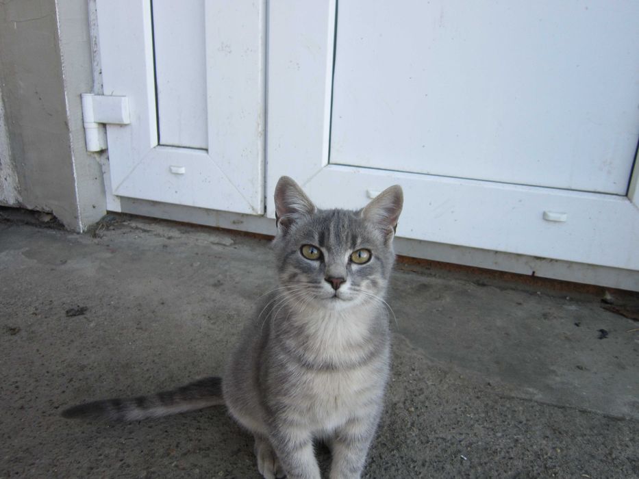 Віддам кота чотири місяці сільський відчув смак мишей.