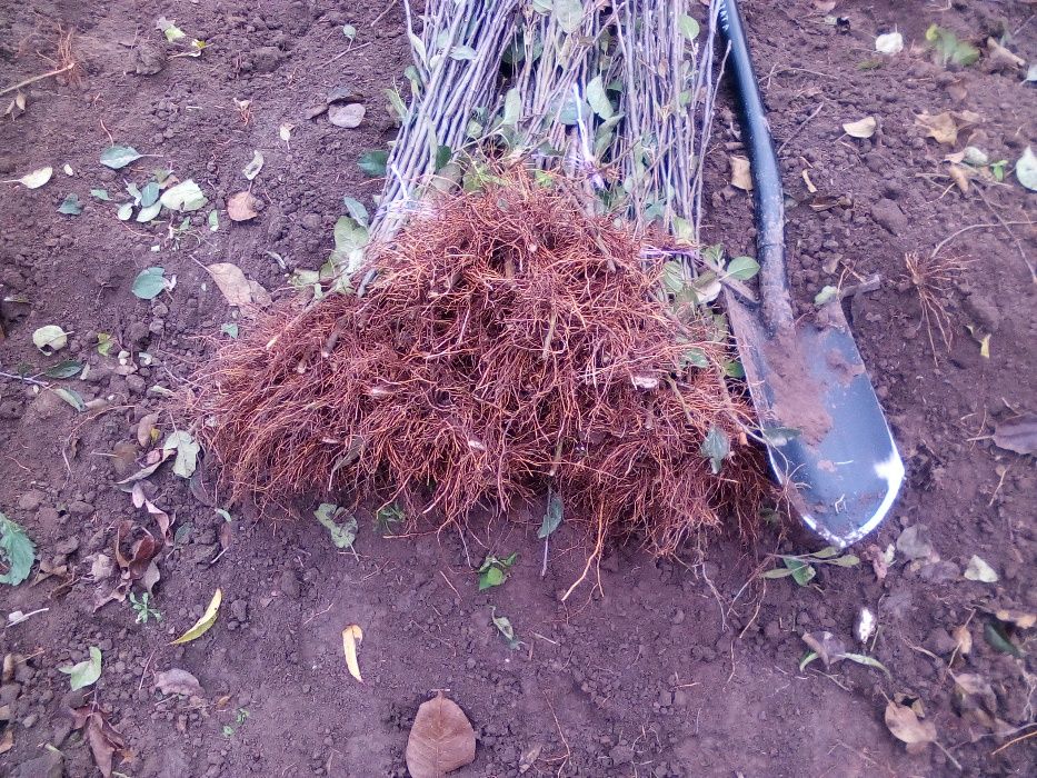 Подвой підщепа  Кольт,Айва ВА-29,  М9 62-396 М7 евріка бест-3