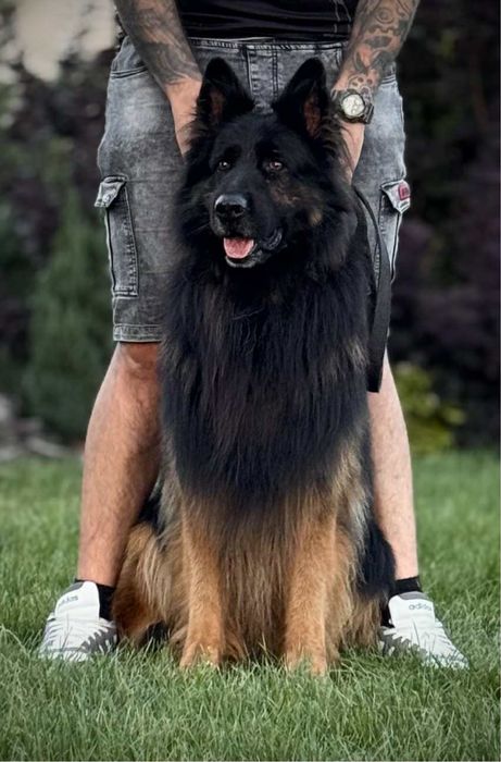 Owczarek niemiecki długowłosy szczeniak suczka