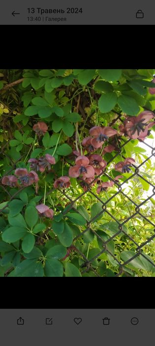 Акебія декоративна і їстівна ліана.