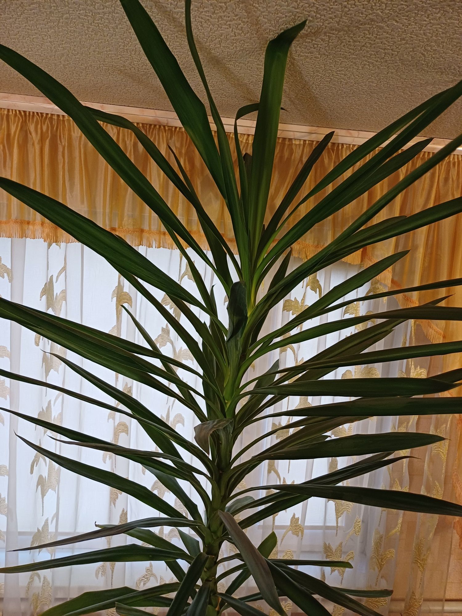 Юка пальма вазон 2,3 м