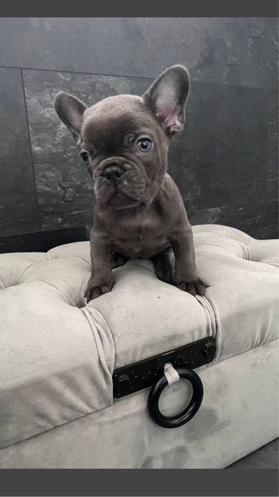 Міні міні хлопчик блакитного кольору, ніжний і лагідний хлопчик