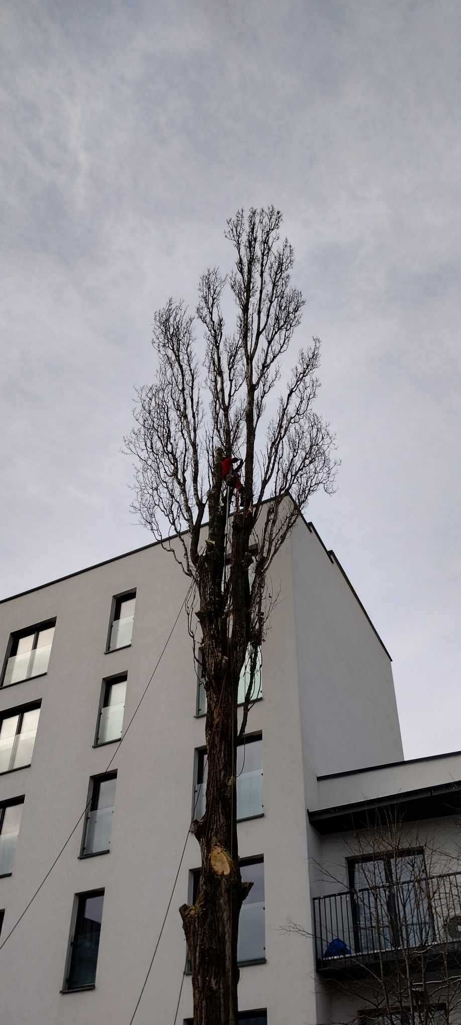 Czyszczenie działek z zakrzaczen/Wycinka drzew metodą alpinistyczną