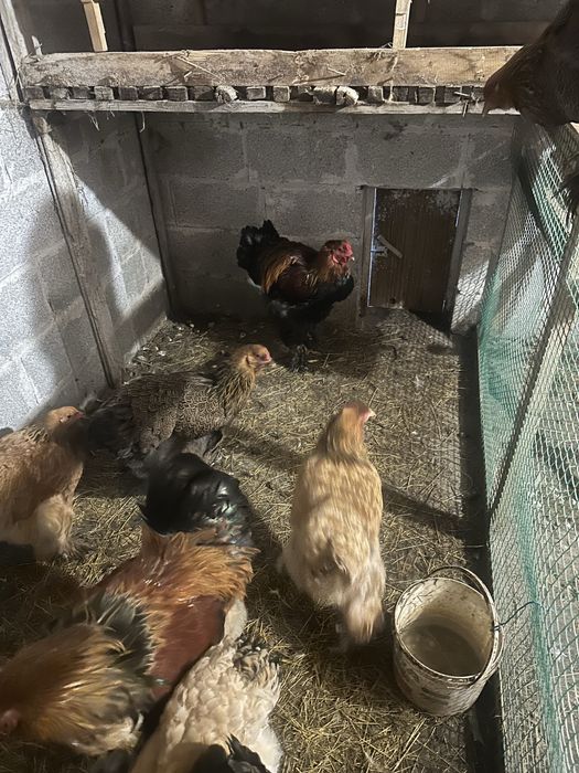 Продам курей брама