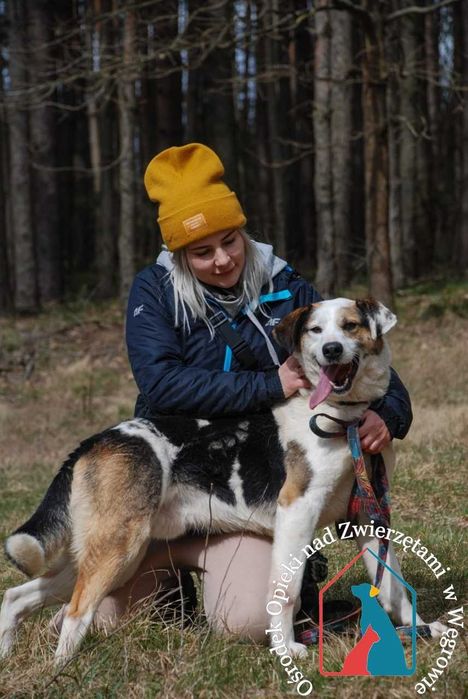 Piękny, duży, wesoły, kocha ludzi - czeka 8 lat na dom!